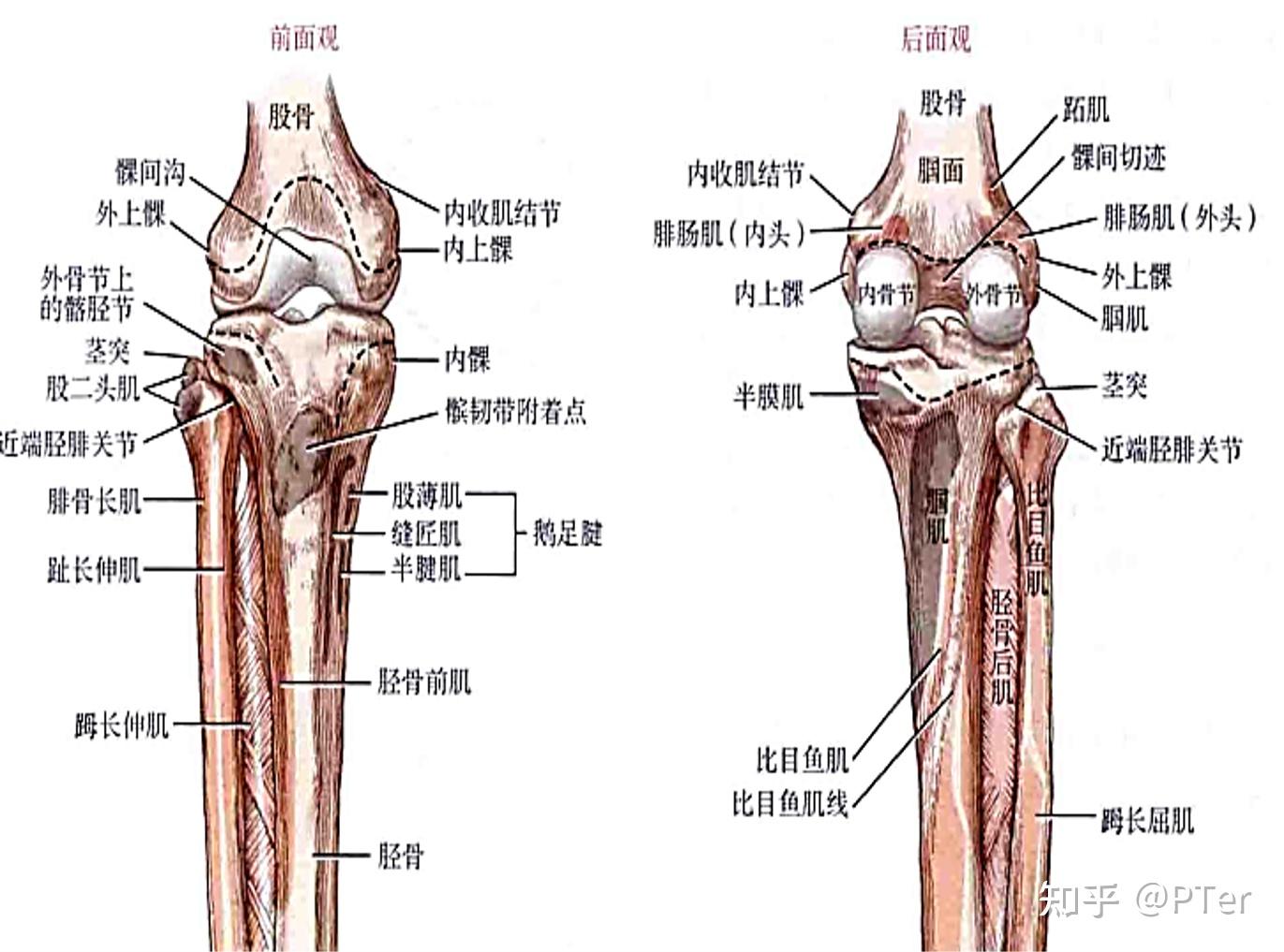 右侧膝盖结构图图片