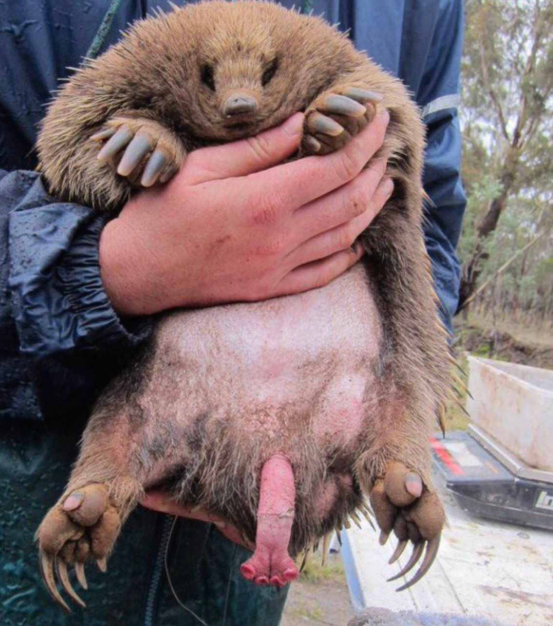 番外·丁丁历险记 - 知乎