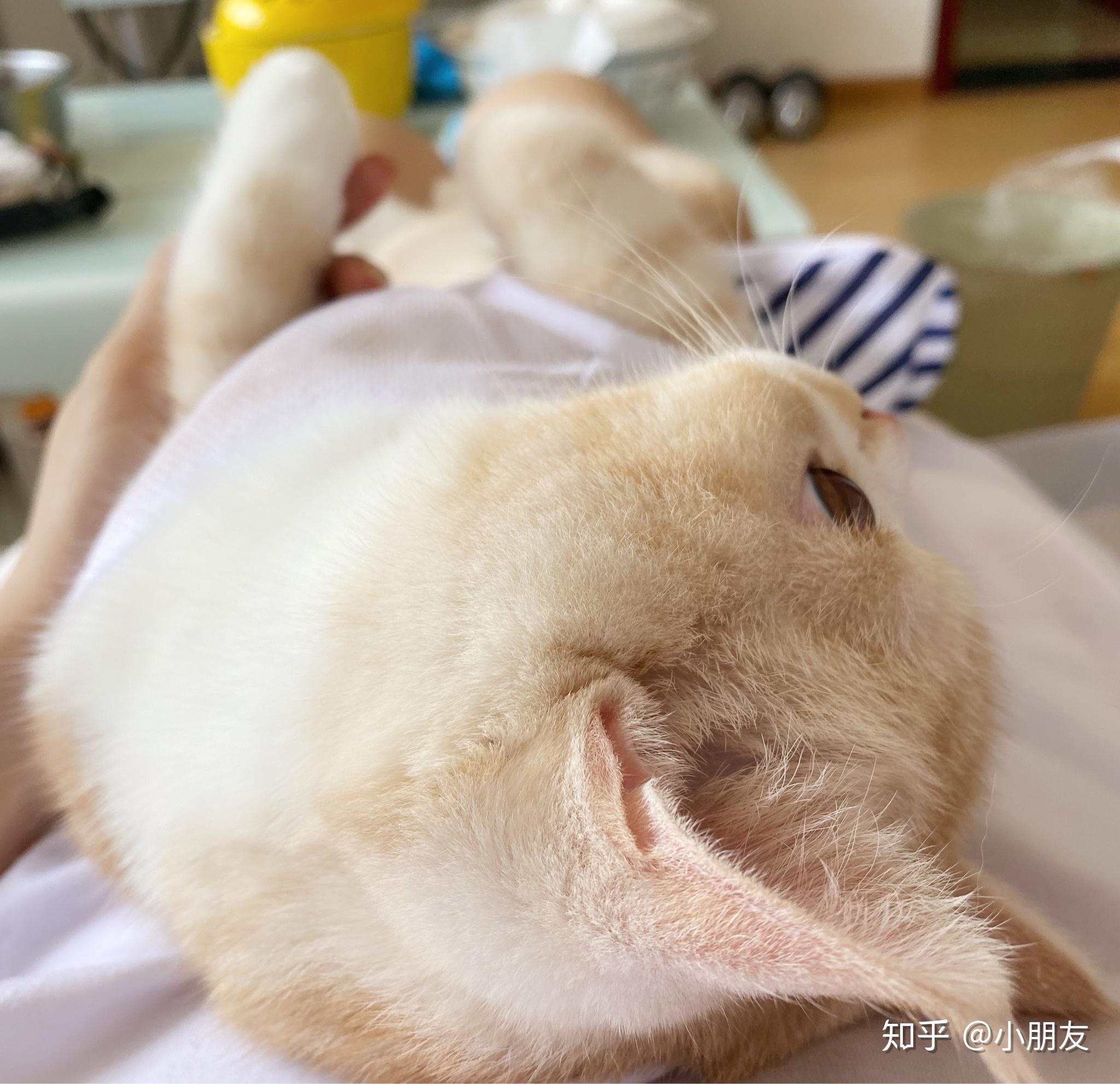 大橘猫价格多少钱一只 v2-aad08820b8431f1ae447acb14a23f999_r.jpg