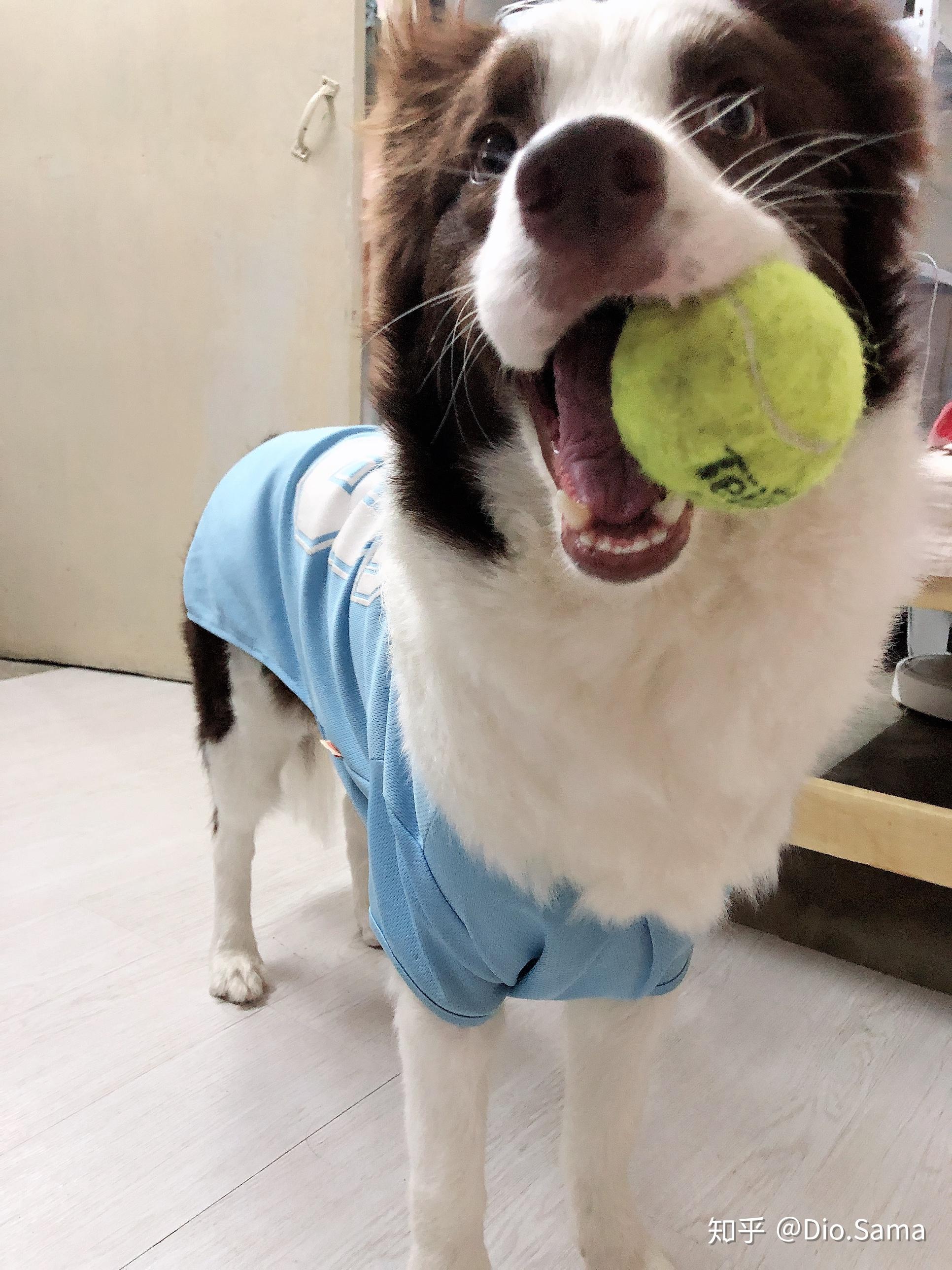 教学篇豆丁儿的定点排便技能学习过程分享