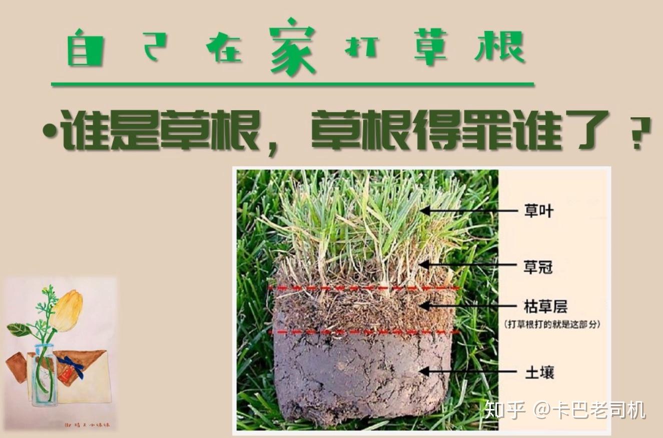 草根是我们华人给维护草坪的这个步骤起的名字,实际上打的并不是草根