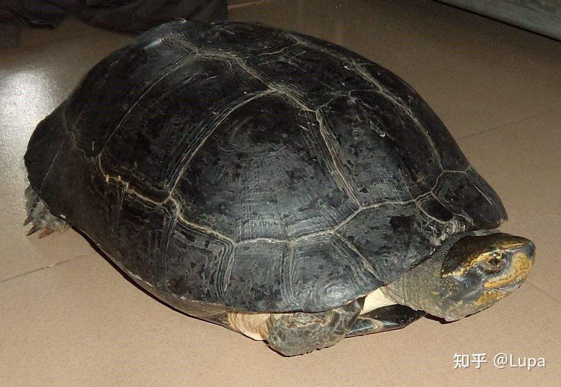 按价格排序常见观赏龟类推荐（半水龟篇） - 知乎