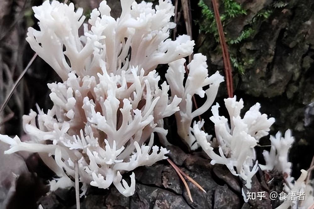 云南美食文化——野生菌类传统经典菜肴18例 - 知乎