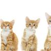 猫咪体重标准对照表 你家猫有超重吗 知乎 猫咪体重标准对照表 你家猫有超重吗 知乎