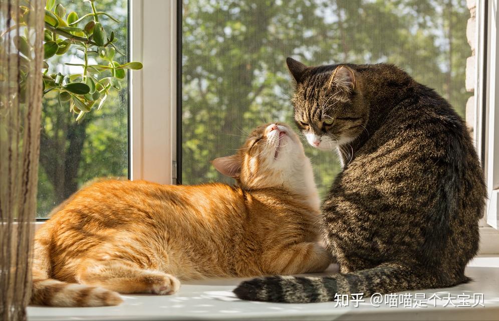 养“公猫”还是“母猫”?过来人告诉你,区别很大 - 知乎
