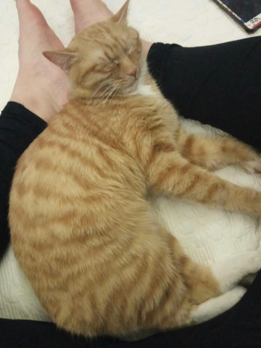 猫奴们可以用图片或者小视频展示一下吸猫的日常吗?