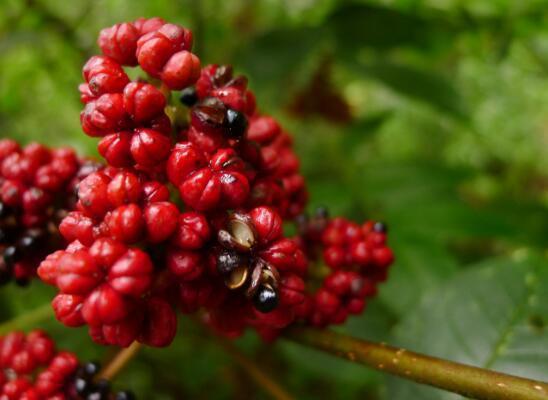 你知道重阳节"插茱萸"指的是哪一种茱萸吗?