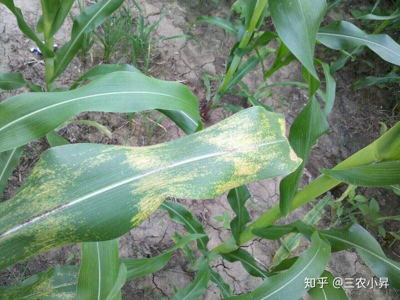 五,缺镁症状症状:缺镁时,玉米黄叶的边沿或叶柄间出現淡黄色花纹,花纹