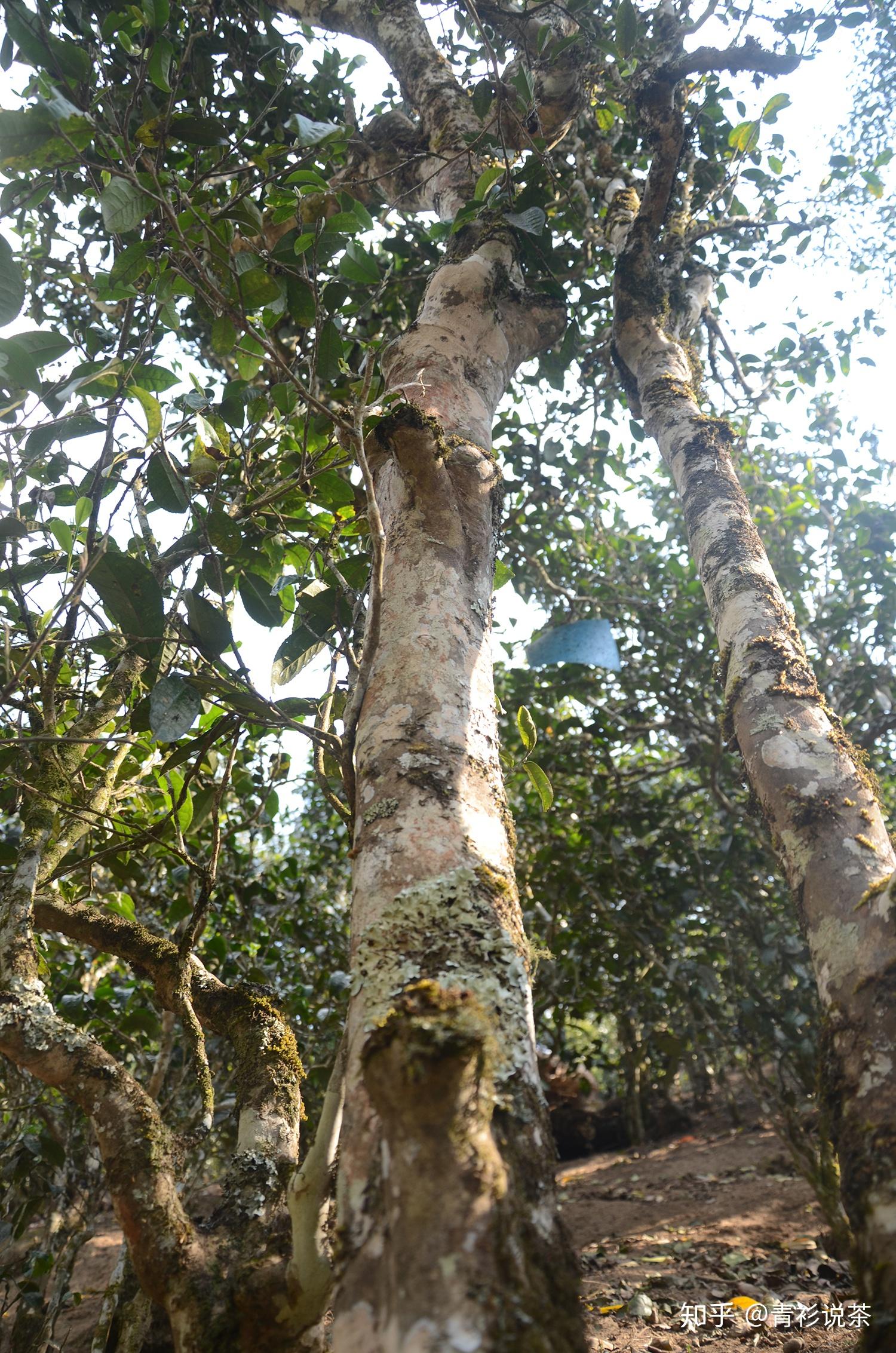 滑竹梁子|喉韵甜且凉 ,口感和他的海拔一样,是独一无二的存在!