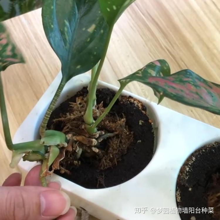 如意扦插 - 知乎