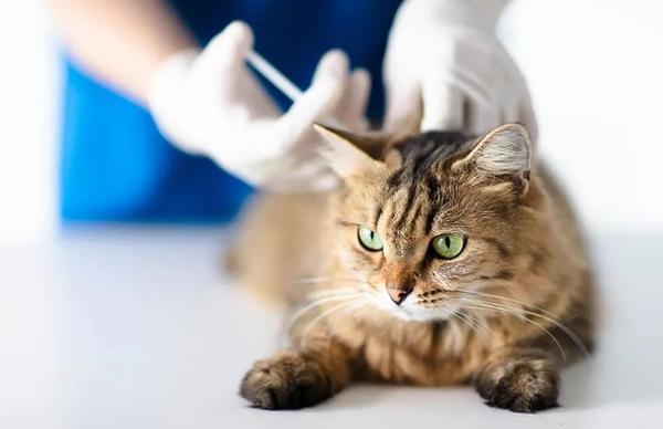 猫 求你快带我去医院吧 太疼了 知乎