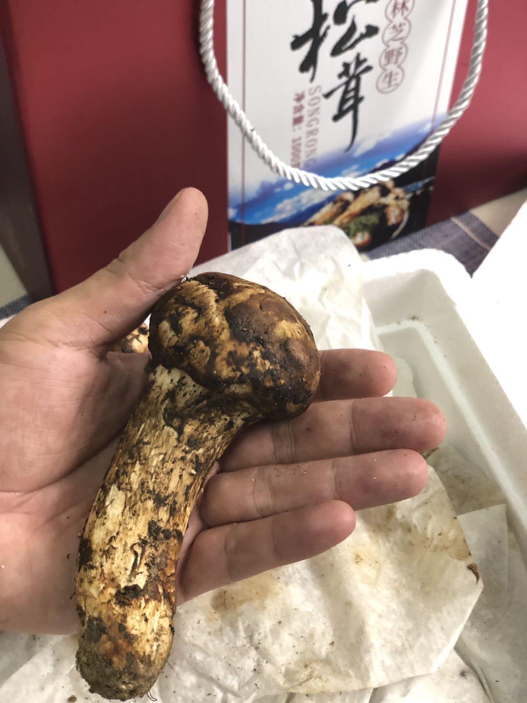 松茸物语 以人类的智慧 还无法征服一颗小小的松茸 知乎