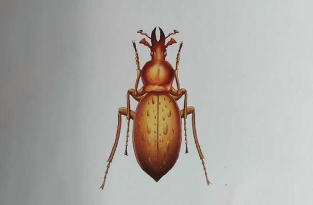 金步甲有杀死负伤者的习俗吗