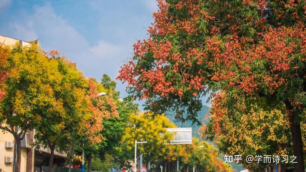 栾花 | 栾花金粉镀,果儿通透红 - 知乎