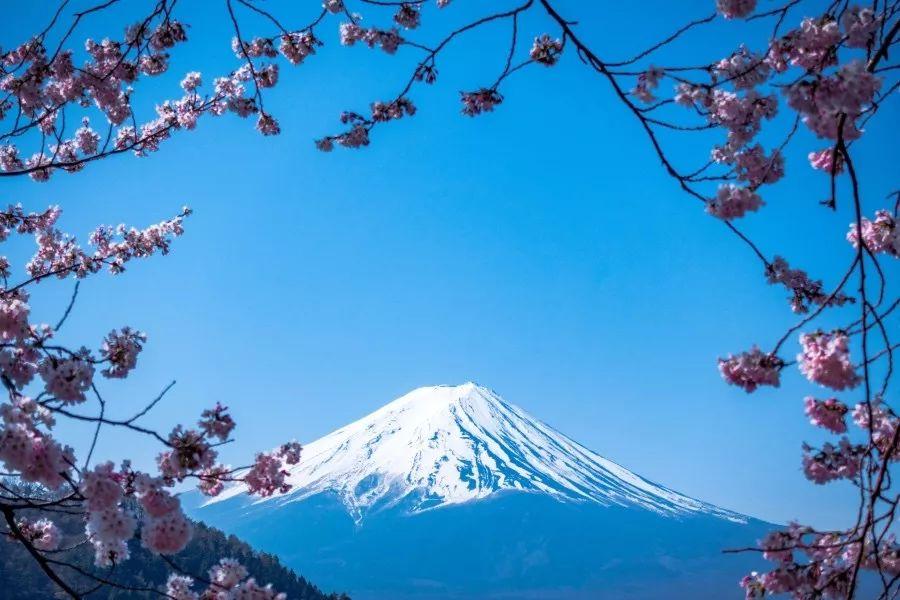好想去看日本的樱花,有人见过吗?哪里的最漂亮