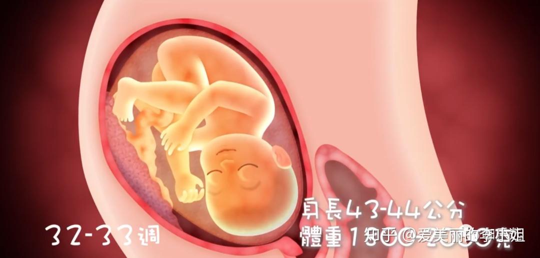 孕31周宝宝正常胎位图图片
