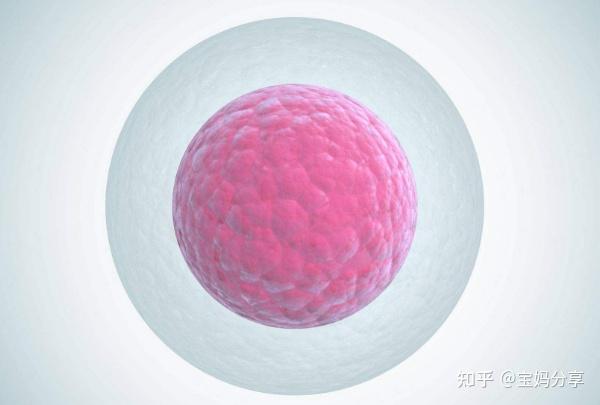 试管取卵多少颗属于正常?卵泡长到多大才能取卵? - 知乎