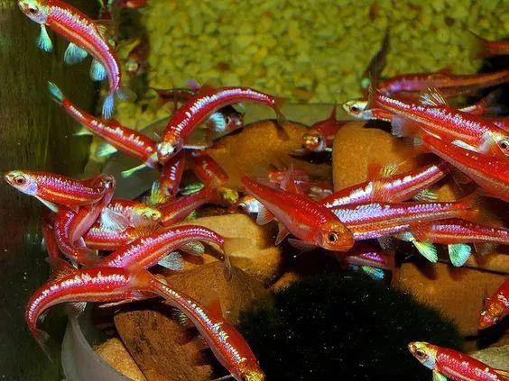 北美紫光精灵鱼活泼好动好饲养在水族箱里群游太漂亮