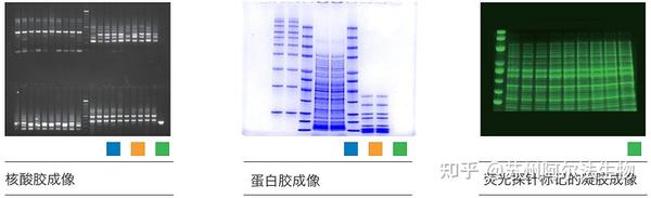 如何使用DNA琼脂糖凝胶电泳法检测细胞凋亡? - 知乎