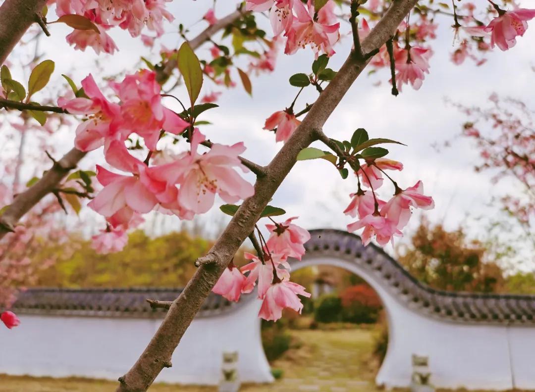 赏花合集崇明的花都开了快与花花世界来一场美丽约会吧