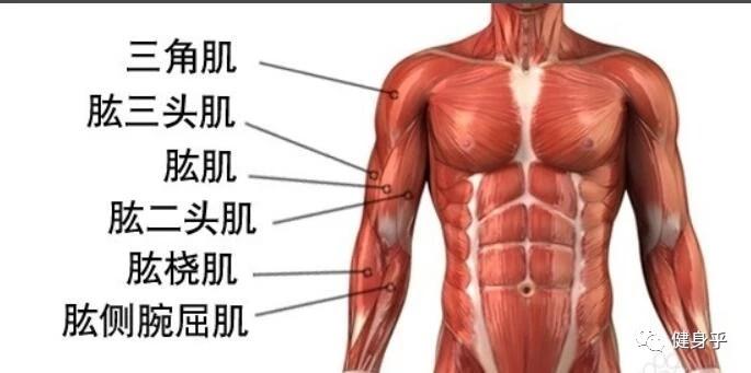 肱二头肌在身上什么地方