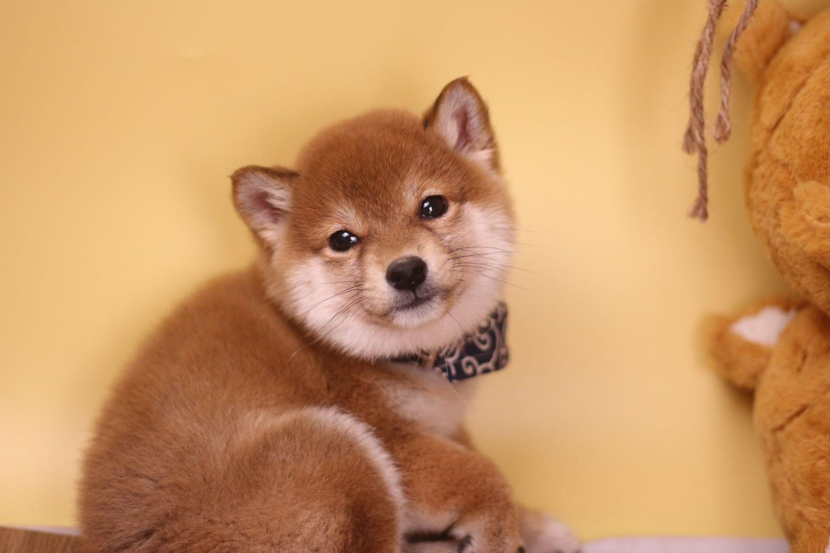 靠谱的柴犬犬舍有哪些?柴犬怎么挑?柴犬好?纯血统柴犬有哪些特征?