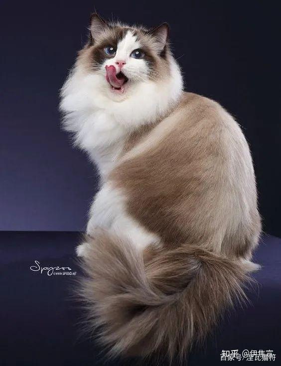 布偶猫海豹双色和山猫双色的区别是什么