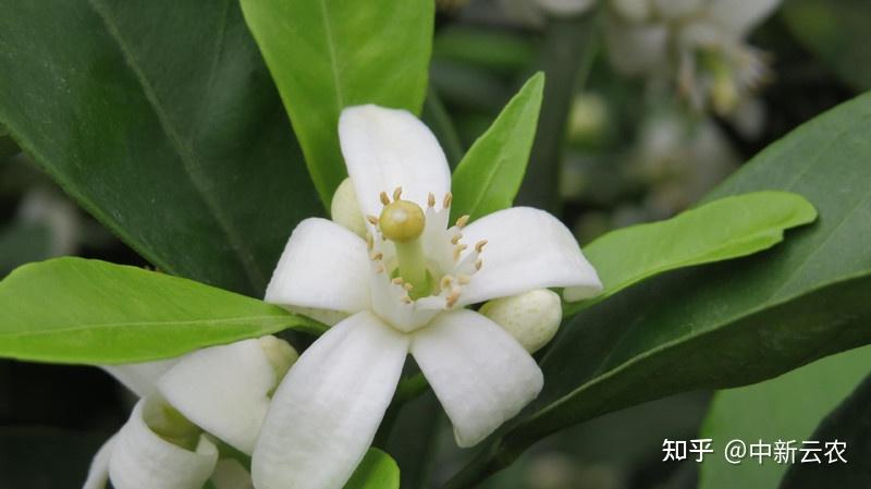 又是一年橙花开,今年该是丰收年 - 知乎