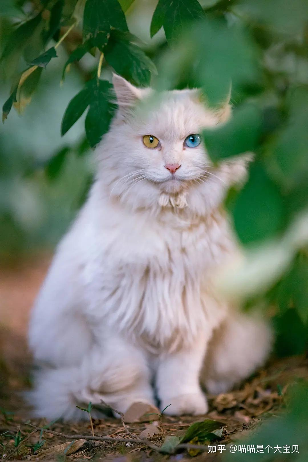 养了6年的品种猫,换田园猫后的个人真实养猫体验,不吐不快 - 知乎