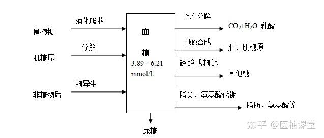 糖代谢总图图片