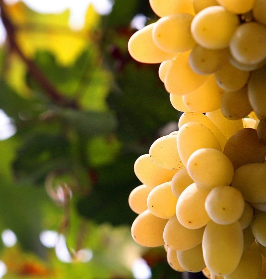 张家口宣化特产牛奶葡萄远方的你是否记得