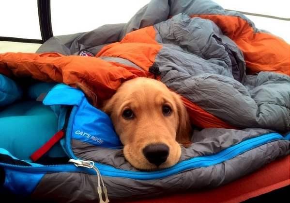 狗狗癌症浅谈 骨肉瘤 骨癌 知乎