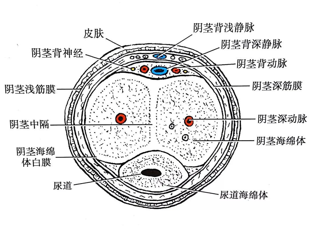 充足的动脉血海绵体平滑肌充分舒张白膜功能正常是维持丁丁bo起的条件