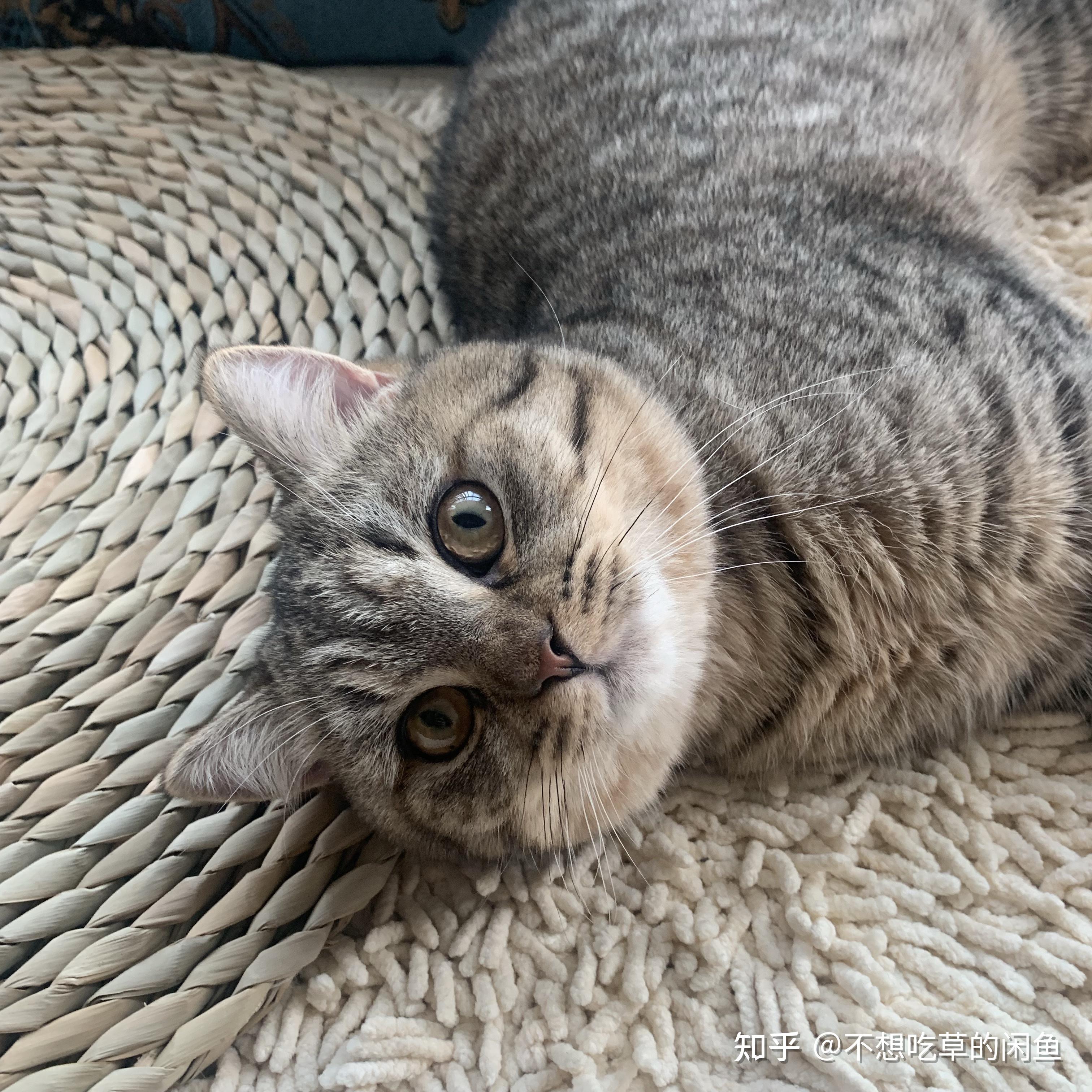 狸花和英短的串串是啥样的? - 知乎