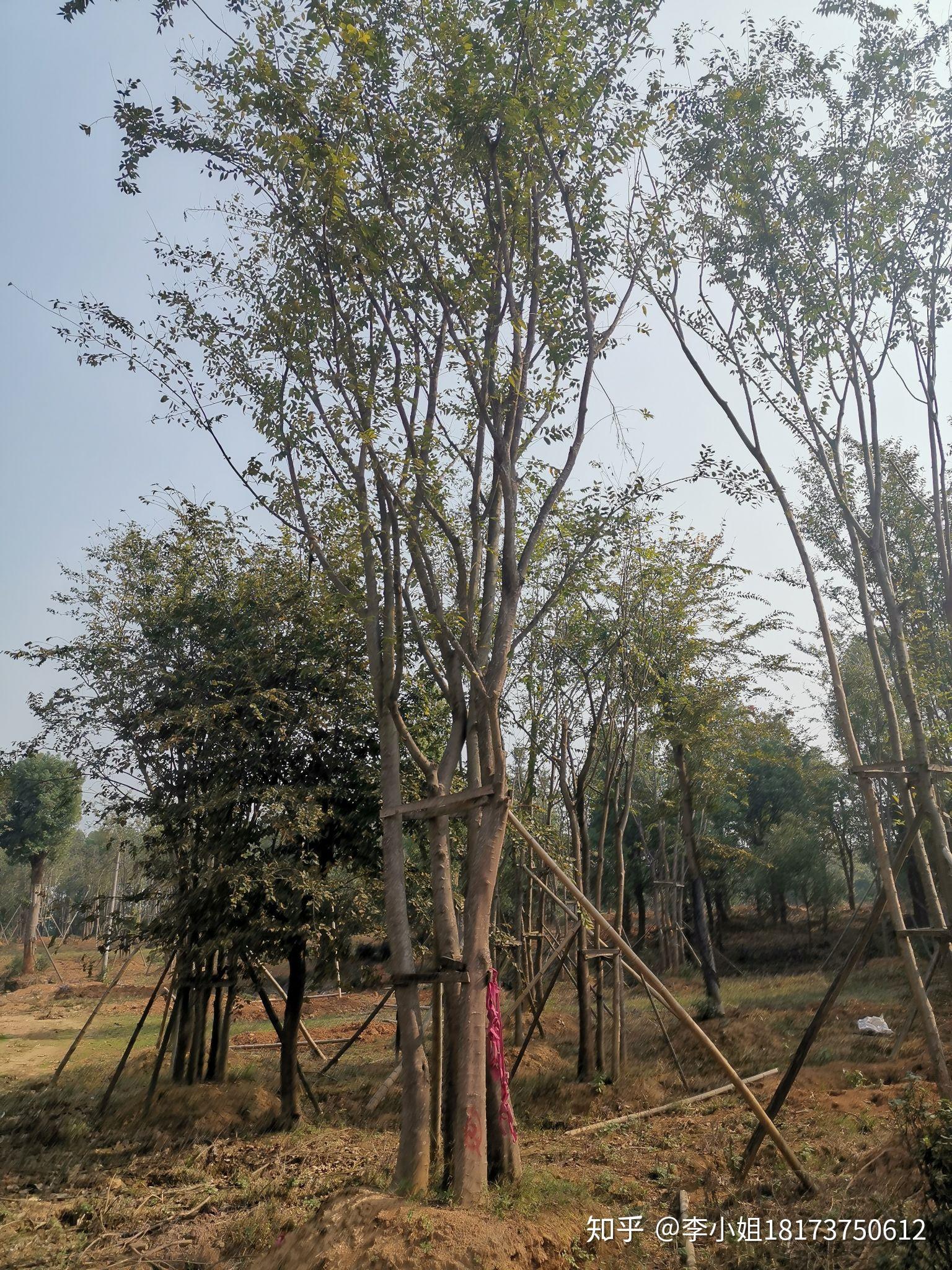 丛生朴树多杆朴树多头朴树湖南益阳绿青苗木拼种的现货跟原生多杆有