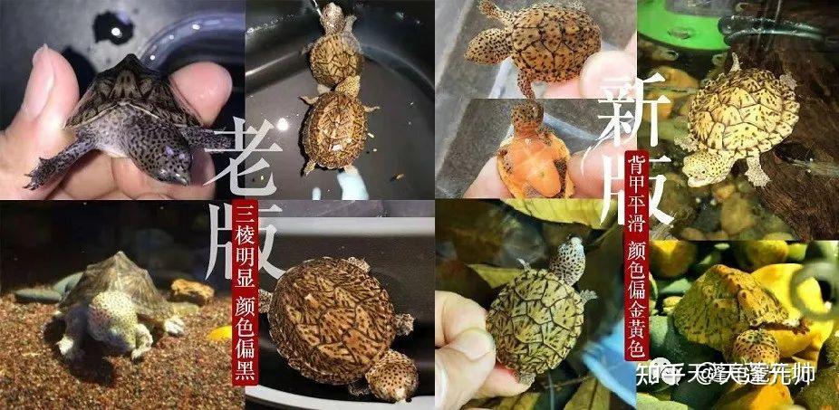 巨頭麝香龜小型深水蛋龜品種