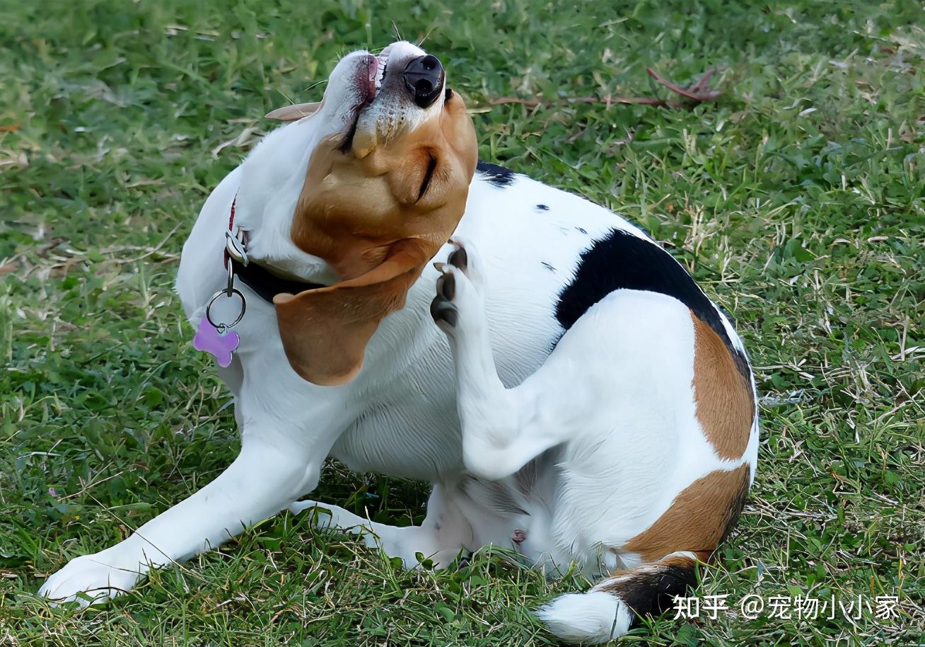 一只狗即将成为"病狗"有什么预兆,宠主要留意 - 知乎