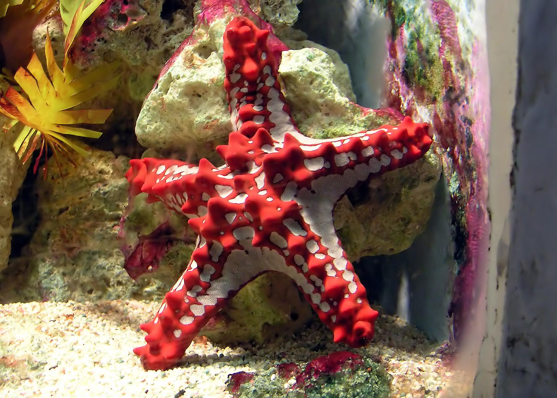 水族馆玻璃上的红色海星照片摄影图片_ID:310293737-Veer图库