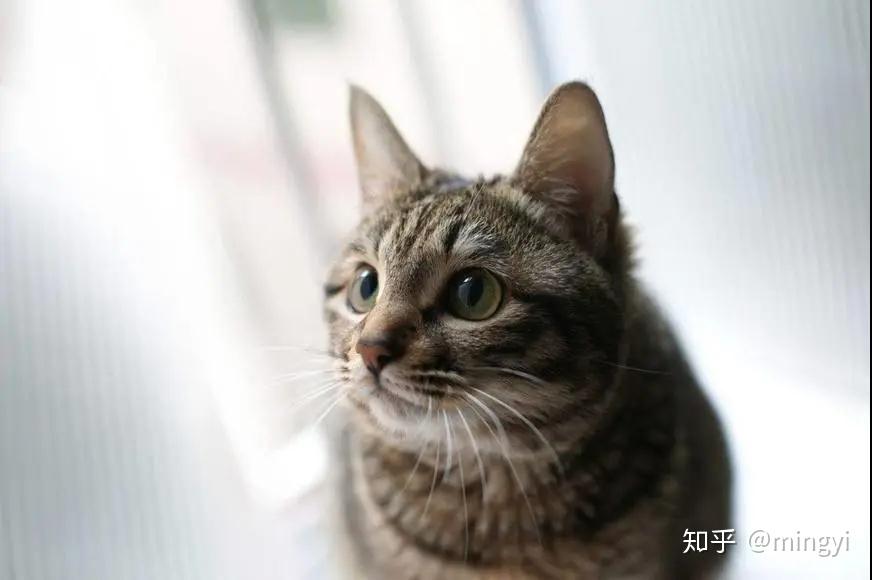 狸花美短傻傻分不清,超全辨别指南请收好! - 知乎