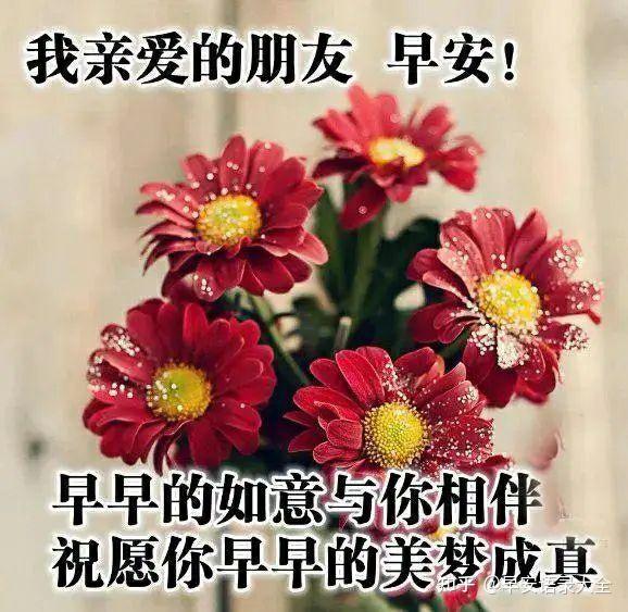 8张最新漂亮早上好问候鲜花表情免打字图片清晨早安问候语录合集
