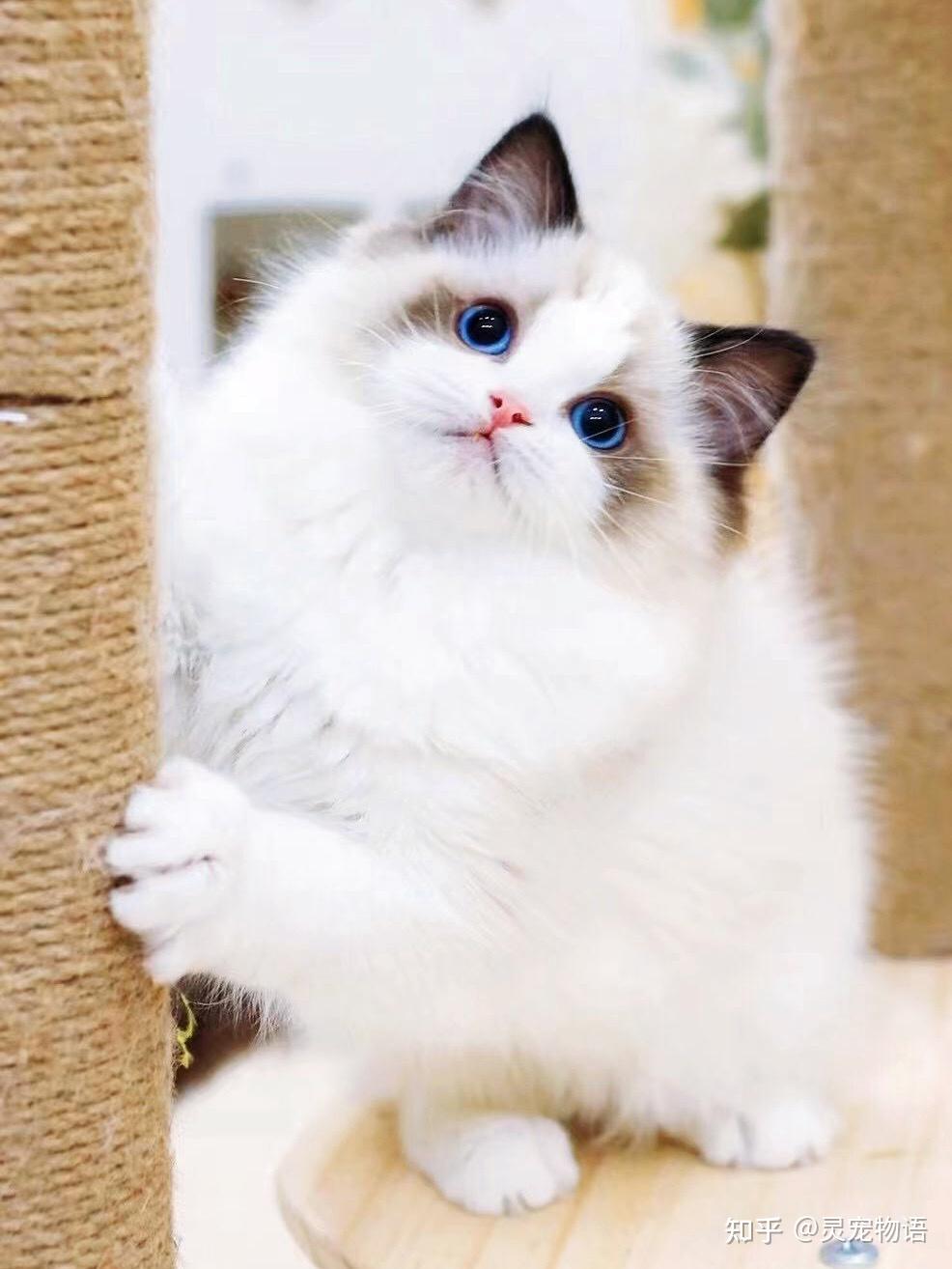 大清早布偶猫眼屎多的三大原因