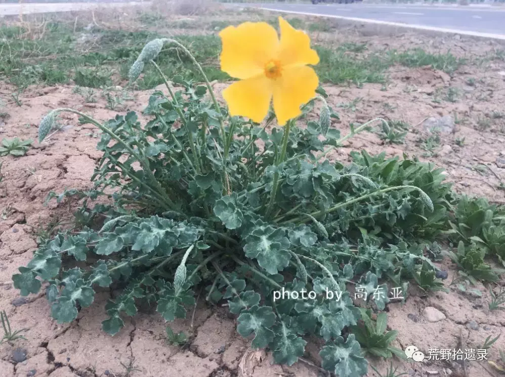 中国海罂粟属植物 - 知乎