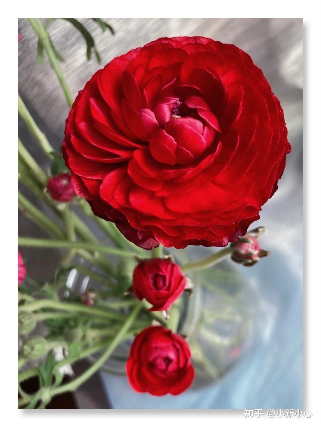 红色洋牡丹天冷了当然要红色呀