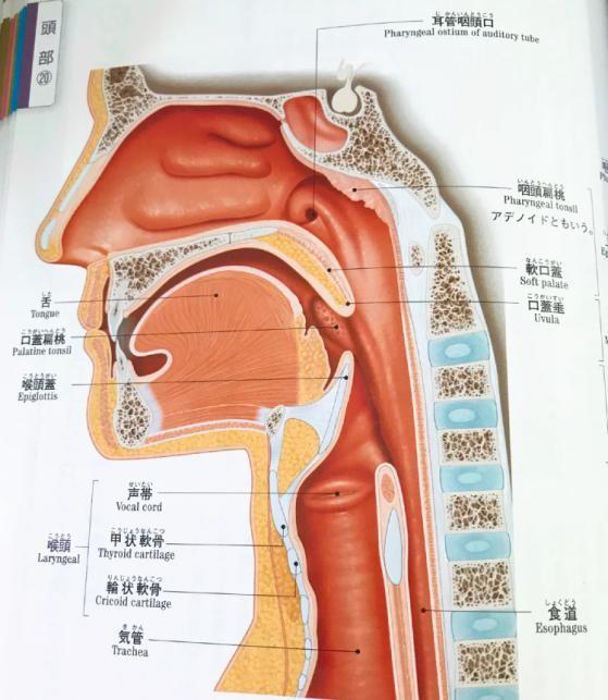 咽部结构包括上方的软腭,悬雍垂,下方的舌背,两侧的腭咽弓,腭舌弓以及