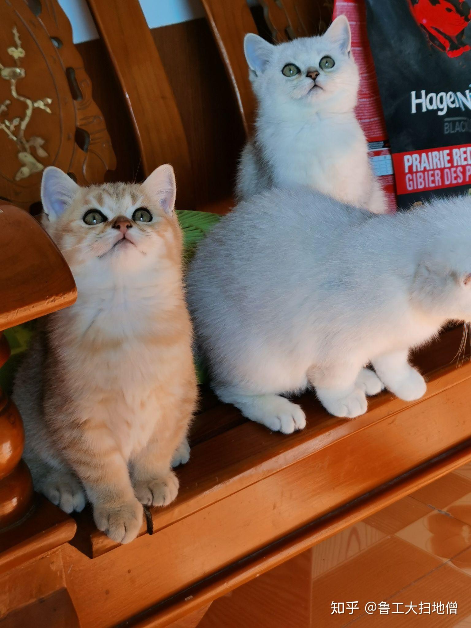 金渐层和银渐层配到底会怎样