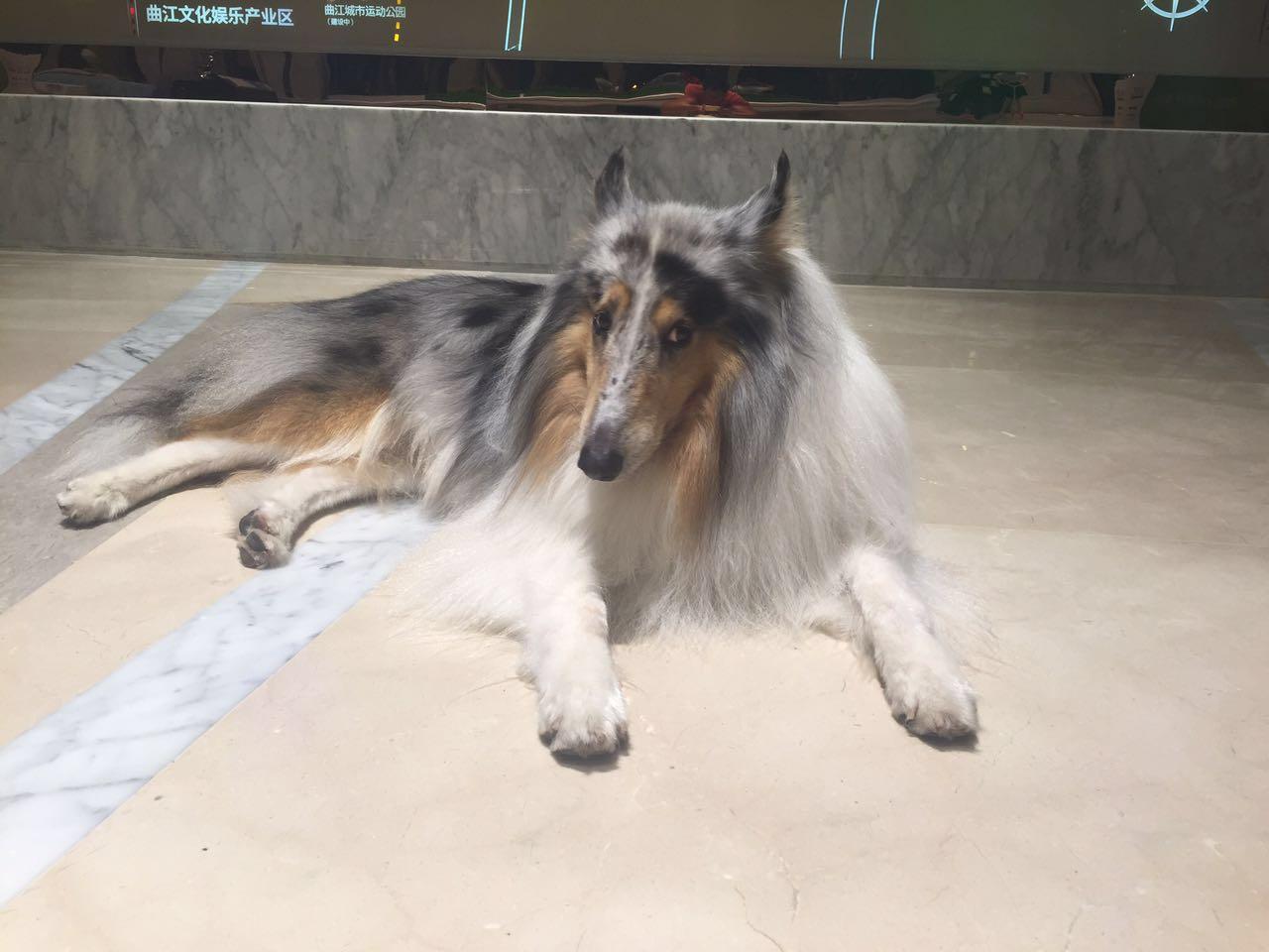 狗永远是狗而人有时却不是人