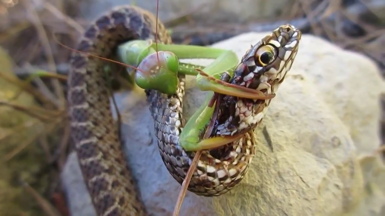 The Ultimate сɩаѕһ of Nature: World's deаdɩіeѕt Mantis defeаtѕ King ...