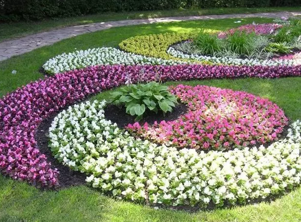 常见的花坛花卉搭配图片