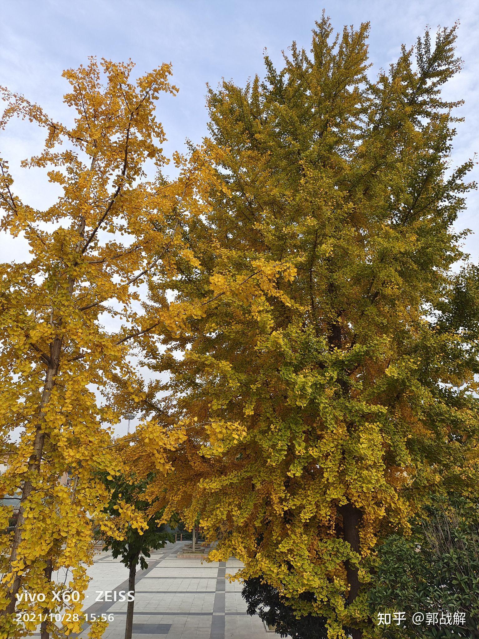 慈善家郭战解拍摄河南省洛宁县凤翼山森林公园