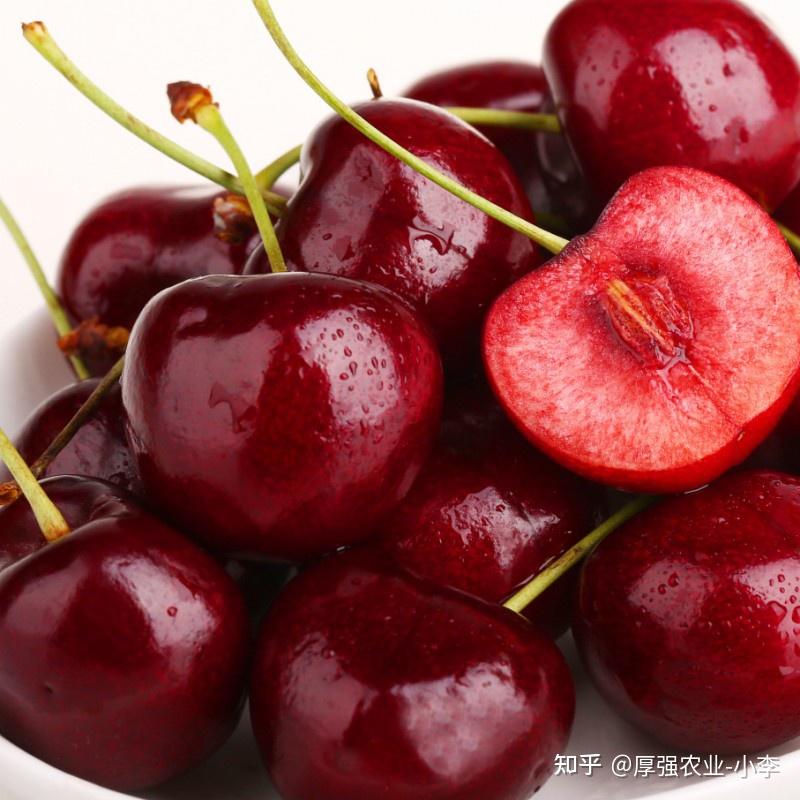 中国樱桃原产于中国长江流域,适宜温湿气候,耐寒能力弱.